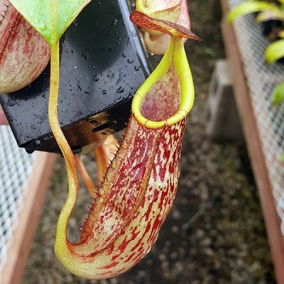 Nepenthes spectabilis x veitchii