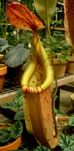 Nepenthes x Menarik - Small