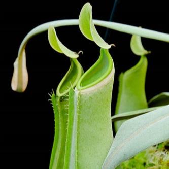 Nepenthes albomarginata