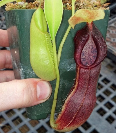 Nepenthes singalana x diatas - Medium