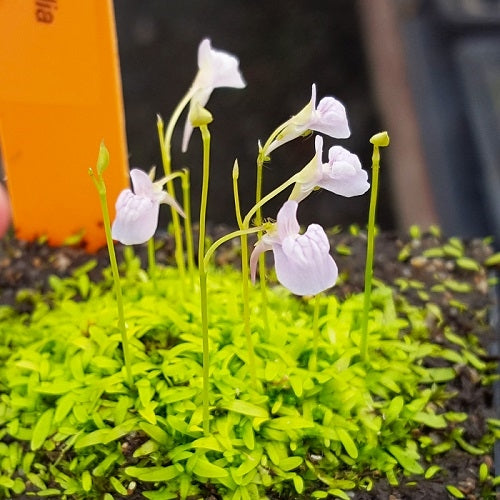 Utricularia graminifolia