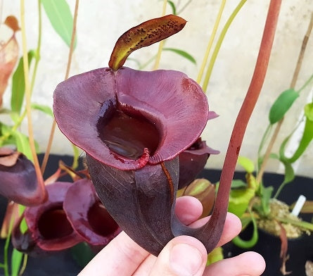 Nepenthes jacquelineae