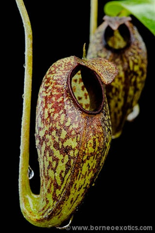 Nepenthes aristolochioides - XS