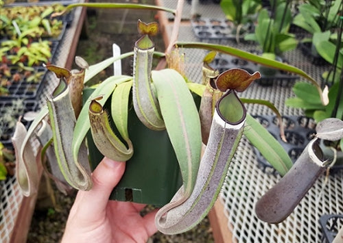 Nepenthes albomarginata