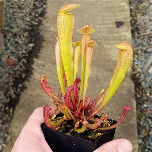 Sarracenia
