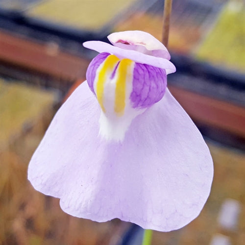 Utricularia humboldtii