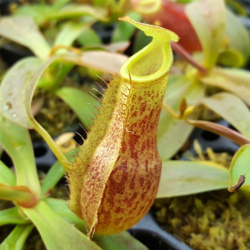 Nepenthes spathulata x (lowii x tentaculata) - Small