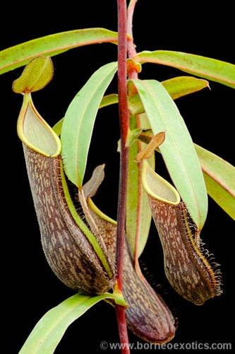 Nepenthes mikei
