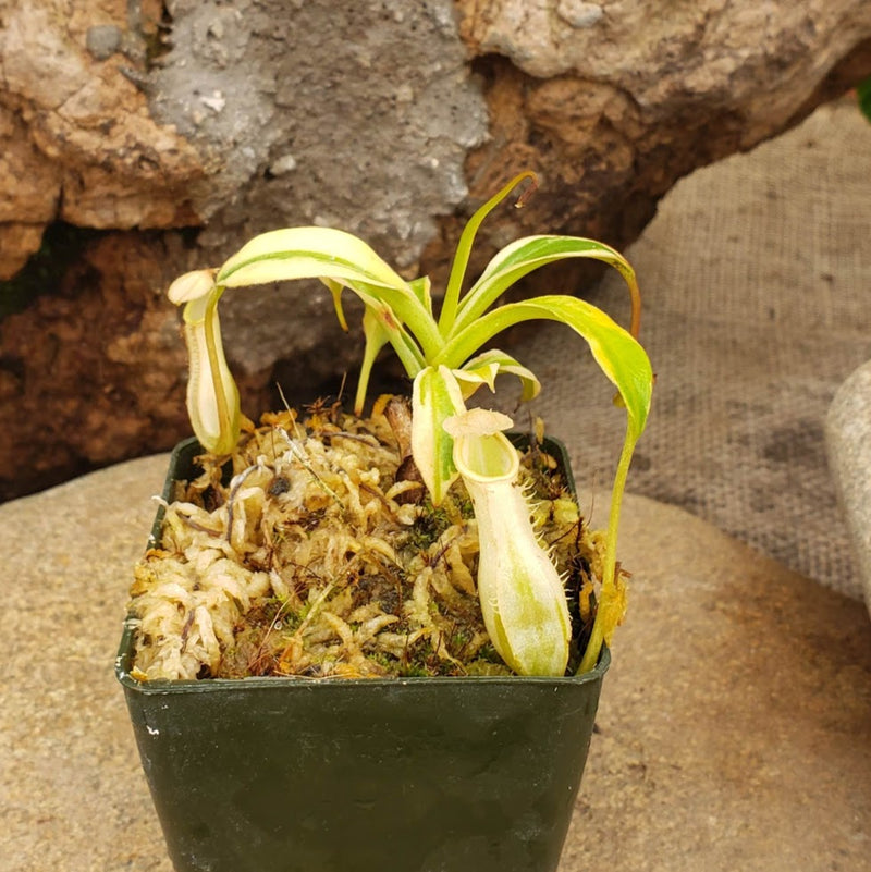 Nepenthes alata