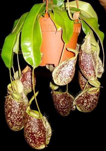 Nepenthes x hookeriana - Large