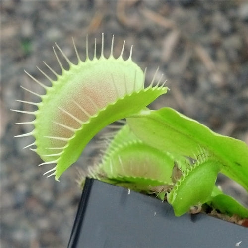Venus Flytrap
