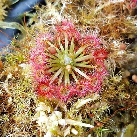Drosera x badgerupii - Pygmy Sundew