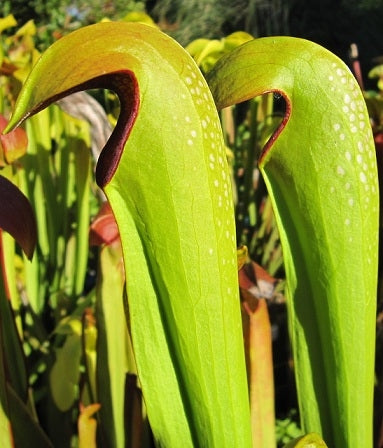 Sarracenia minor 'Okee Giant' - Medium