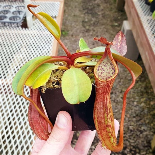 Nepenthes dactylifera
