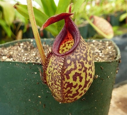 Nepenthes spectabilis x aristolochioides