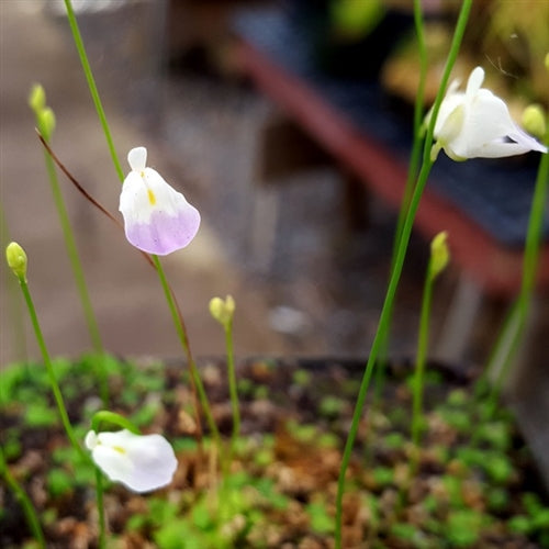 Utricularia livida