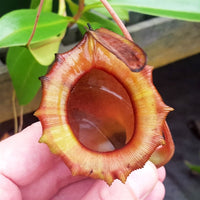 Nepenthes jamban - Small/Medium