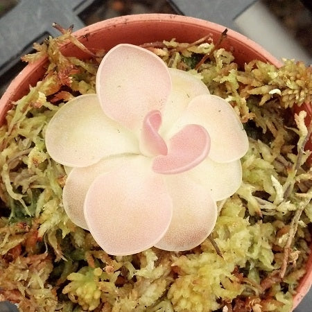 Pinguicula moranensis x ehlersiae - Small