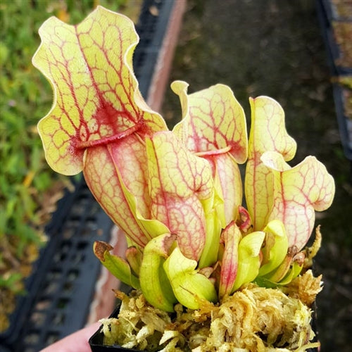 Sarracenia rosea