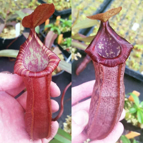 Nepenthes Dream of Victory