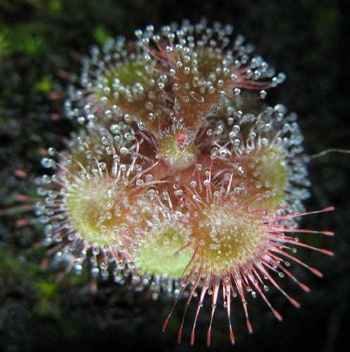 Drosera burmannii seeds