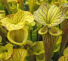 Sarracenia flava var. ornata Black Veins - Medium