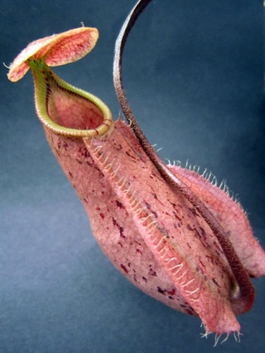 Nepenthes rafflesiana