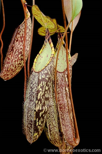Nepenthes spectabilis Pangulubao - X Large