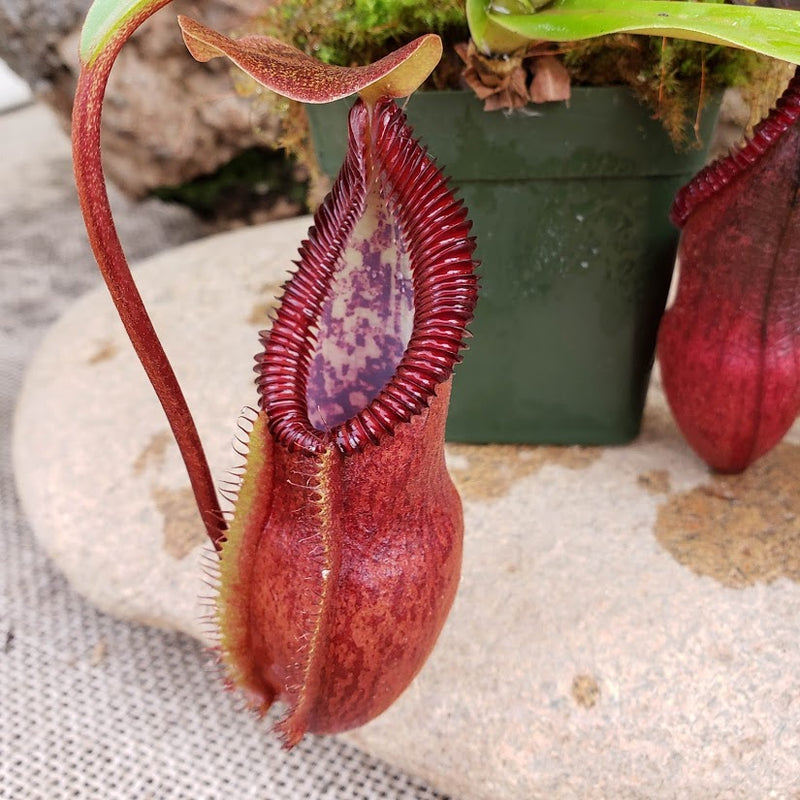 Nepenthes singalana x