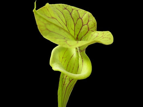 Sarracenia flava OP - Small/Medium