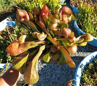 Sarracenia psittacina var. okefenokeensis - Medium