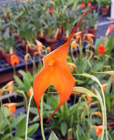 Masdevallia Highland Fling 'Orange Burst'