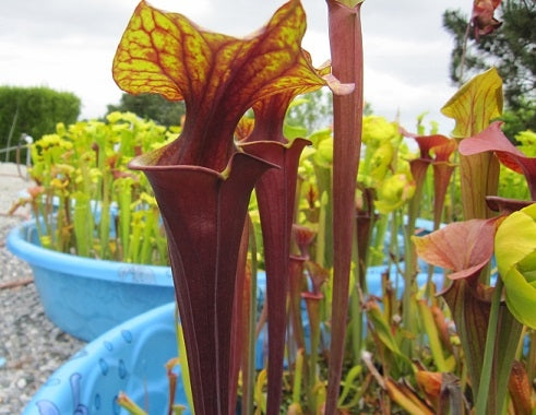 Sarracenia flava var. rubricorpora 'L x best' - Medium