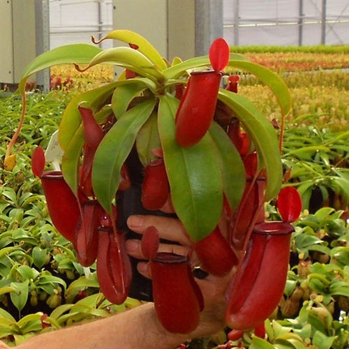 Nepenthes