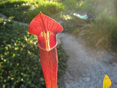 Sarracenia alata 'Night' - Large