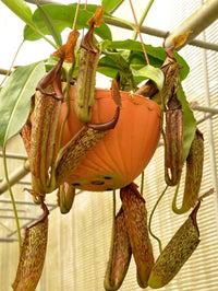 Nepenthes maxima Borone - Medium