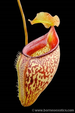 Nepenthes talangensis - Small