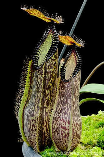 Nepenthes hamata - small