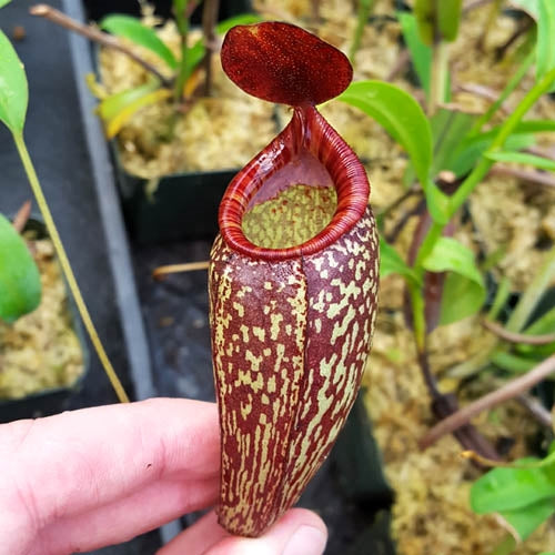 Nepenthes