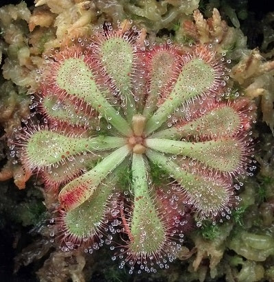 Drosera dielsiana