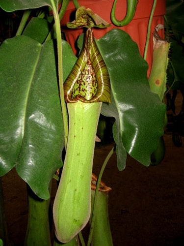 Nepenthes truncata