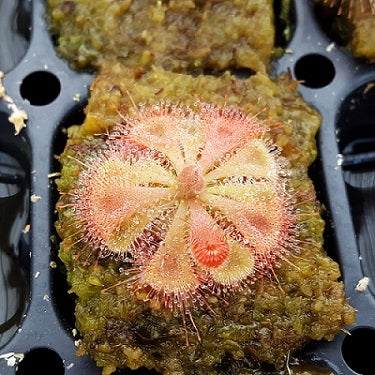Drosera burmannii Hann River
