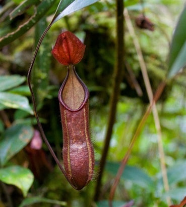 Nepenthes muluensis
