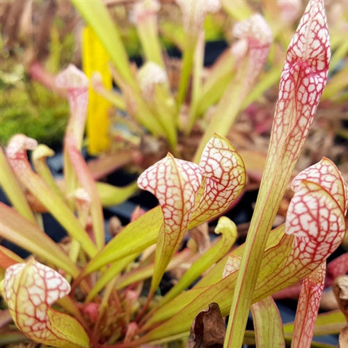 Sarracenia 'Scarlet Belle'