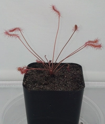 Drosera affinis