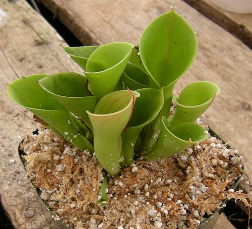 Heliamphora heterodoxa x minor - Medium