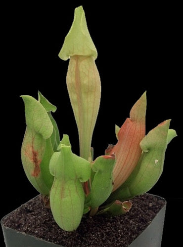 Sarracenia 'Carolina Yellow Jacket' - Medium