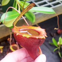 Nepenthes jamban - Small/Medium