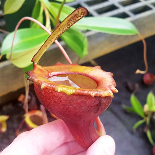 Nepenthes jamban - Small