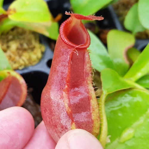 Nepenthes spathulata x tobaica